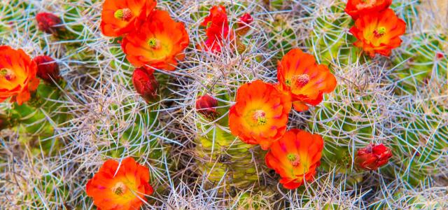 Orange Flowers